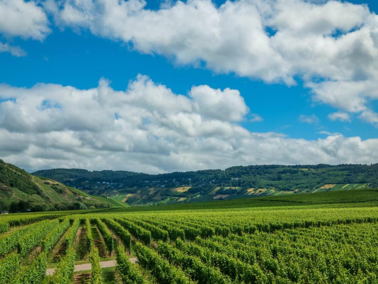 Ferienweingut Winnebeck Kowerich Ngoại thất bức ảnh