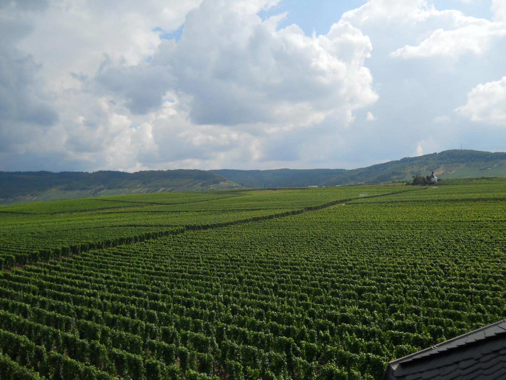 Ferienweingut Winnebeck Kowerich Ngoại thất bức ảnh